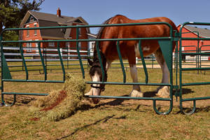 高品质安全牲畜绵羊畜栏围栏板出售农场围栏马场围栏板 - Product Image 4