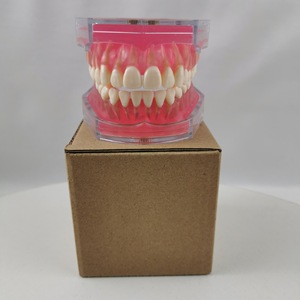 Modèle d'anatomie dentaire M7008 avec 28 dents extractibles, modèle de démonstration pédagogique en silicone médical - Product Image 1