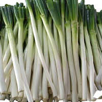 Nouvelle récolte d'oignon Welson frais chinois oignon vert frais oignon de printemps frais