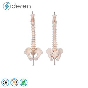 Modello di Colonna Vertebrale Flessibile di Alta Qualità con Pelvi e Teste Femurali <span class=keywords><strong>Mobili</strong></span> per Dimostrazioni di Fisioterapia - Product Image 6