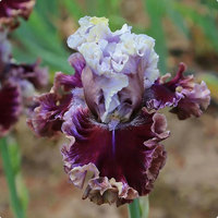 Iris bleu (Tectorum), tolérant à l'ombre, facile à cultiver, semis toute l'année, vivace pour la cour et la verdure en pot