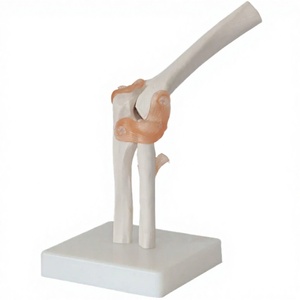 Modelo de Articulación de Rodilla Humana Flexible DIGISMART para Educación Médica, Entrenamiento de Enfermería, Uso Clínico, Escuelas de Medicina - Product Image 3