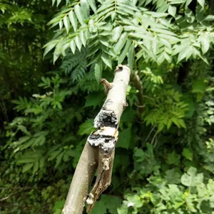 أداة تشذيب الأشجار بالليزر المحمولة لمسافات طويلة لإزالة العوائق عن بعد من خلال الليزر - Product Image 6