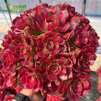 GNX Aeonium Pink Witch Variegated Cluster Sukulen Hiasan Bunga untuk Dekorasi Rumah dan Taman