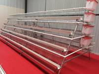 Cage d'Élevage Type A Type H pour Poussins et Poulettes de 1 Jour, Capacité de 10 000 Oiseaux