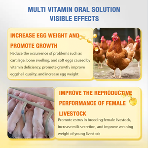 Solución Oral Líquida Multivitamínica para Aves de Corral de 1L, Personalizada, Aumenta el Peso Corporal y el Crecimiento en Pollos de Engorde, Suplemento Avícola - Product Image 5