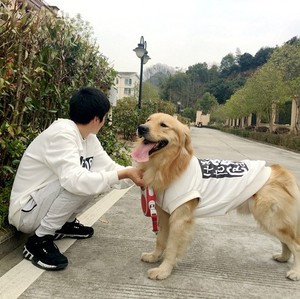 4XL-6XL grand chien <span class=keywords><strong>Labrador</strong></span> <span class=keywords><strong>golden</strong></span> <span class=keywords><strong>retriever</strong></span> assorti grand chien et propriétaire sweat à capuche vierge - Product Image 4