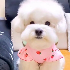 Gilet en forme de fraise pour petits chiens et chatons, vêtements respirants pour animaux de compagnie, blanc et rose - Product Image 3