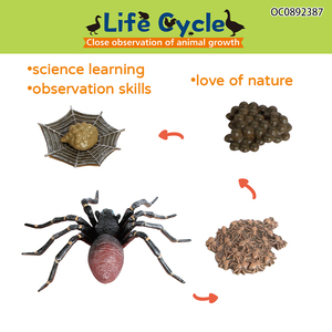 Modelo de aprendizaje del ciclo de vida: Mini araña de plástico realista, juguete de rompecabezas sobre el crecimiento animal - Product Image 2