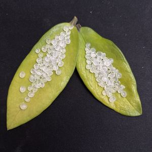 Virgin Industrial Granule PP Polypropylene <b>Plastic</b> Raw Materials <b>Pellets</b> PP <b>Plastic</b> Granules - Product Image 5