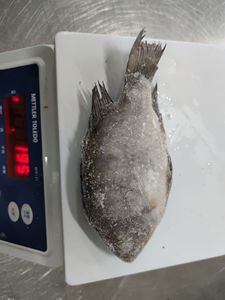 أسماك البلطي المجمدة بالجملة ، سمك البلطي الكامل ، سمك البلطي المستورد من الصين - Product Image 6