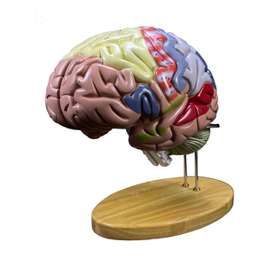 2025 Élargissement en ligne Modèle de cerveau humain en 4 parties pour l'enseignement et l'étude des <span class=keywords><strong>neurosciences</strong></span> - Product Image 4