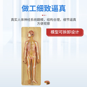 Modelo Anatómico del Sistema Nervioso Humano: Sistema Nervioso Central, Cerebro, Médula Espinal; Anatomía Sistémica del Sistema Nervioso Central - Product Image 4