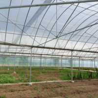 Serre en film plastique multi-travées pour tomates avec système de contrôle automatique