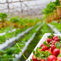 Serre commerciale pour la culture des fraises