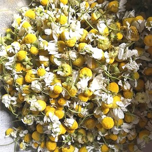Supply Bulk Dried Chamomile Flowers <strong>Tea</strong> - Product Image 4