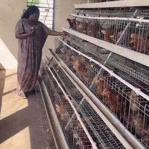 120 zincato/128/160 uccelli pollame capacità di 500 3 4 livelli galline strato di posa batteria uovo gabbia per animali di pollo per la vendita - Product Image 6