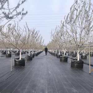 HOKBG Eco Friendly Heavy Duty Coco Turba 400 Litros Geo Fabric Grow Bags Flower Nursery Plant Grow Bag Grow Macetas para la <span class=keywords><strong>venta</strong></span> - Product Image 2