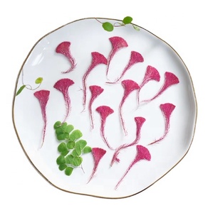 <span class=keywords><strong>Celosia</strong></span> Cristata flor fabricación de tarjetas suministros resina joyería planta Natural ecológica flor prensada Real - Product Image 5