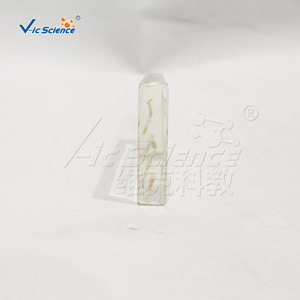 Espécimes encapsulados de ascarinas macho y hembra; material didáctico para experimentos de biología; espécimes de observación científica para - Product Image 3
