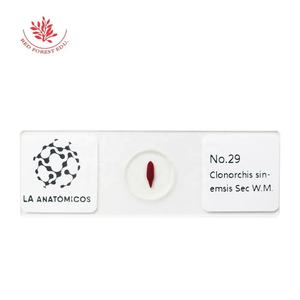 Preparación de Recursos Didácticos, Portaobjetos de Parásitos Transparentes, Portaobjetos de Parásitos Reales, Espécimen de Biología, Portaobjetos Preparados para Microscopio - Product Image 5