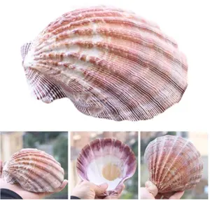 13-19 centimetri di Grandi Dimensioni del Leone Artiglio Conchiglie Naturale di Colore Rosso Capesante Shell Decorazione Della Casa