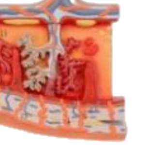 Modelo de Ojo Gigante de PVC de ADA Medical Science, Sección de Piel, ADA-313-3/ADA-316, para Demostración de Enfermedades, Herramienta de Enseñanza Médica, Shanghái - Product Image 6