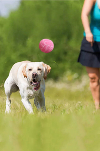 Commercio all'ingrosso della fabbrica Mini eco-friendly lattice <span class=keywords><strong>Squeaky</strong></span> palle di cane calcio pallavolo noia sollievo giocattoli da masticare per cani uso quotidiano - Product Image 3