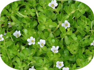 Bacopa Monnieri (L.)湿st。P.e。菌草提取物粉50% 皂甙 - Product Image 4