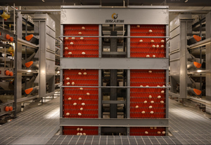 Equipo de Jaulas Automatizadas Tipo H para la Región <span class=keywords><strong>MENA</strong></span>, Diseño de Automatización Compatible con Energía Solar y Ahorro de Energía - Product Image 2