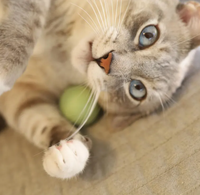 Jouet pour animaux de compagnie en laine feutrée à la main, durable, 100% laine naturelle de Nouvelle-Zélande, jouet à mâcher sûr, écologique, jouet interactif pour chats d'intérieur