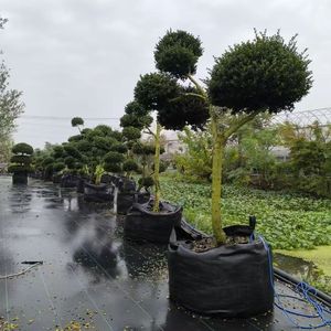 Estera de control de barrera de malezas tejida <span class=keywords><strong>PP</strong></span> PE Tela en cubierta de suelo de construcción agrícola de jardín - Product Image 5