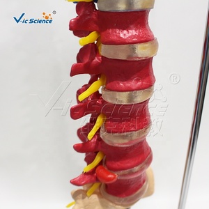 Modelo de <span class=keywords><strong>esqueleto</strong></span> de columna vertebral de Color de ciencia médica, modelo de educación médica de Anatomía de columna vertebral, <span class=keywords><strong>esqueleto</strong></span> de tamaño real - Product Image 5