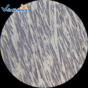 Chuẩn bị Slide chuẩn bị Kính hiển vi Slide phòng thí nghiệm giáo dục Slide nghiên cứu kính hiển vi - Product Image 6