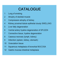 individual popular pathological educational human pathology microscope prepared slides