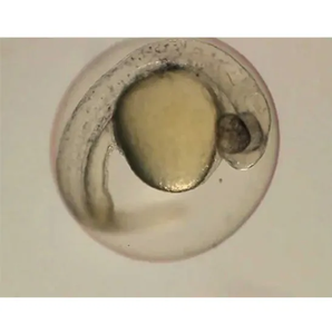 BestScope BS-3080B Infinito Paralelo Galileo Sistema Óptico Trinocular Zoom Stereo Research Microscópio Para solução de FIV - Product Image 5