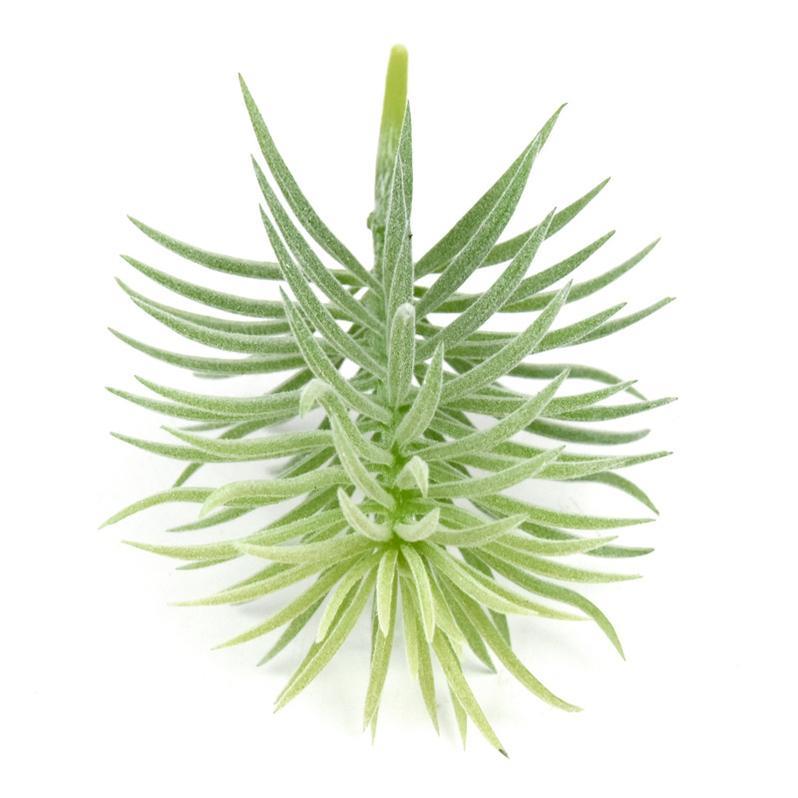 verde-1