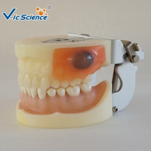 Modèle d'Enseignement des Sciences Médicales Modèle de Dents en Plastique Modèle de Dents Humaines pour l'Enseignement l'Étude la <span class=keywords><strong>Formation</strong></span> et la Pratique - Product Image 1