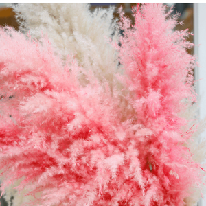 Pampas Rosadas, Decoración Perfecta para Bodas y Hogar, Flor Seca Grande y Esponjosa, Hierba de Pampas Seca Natural - Product Image 4