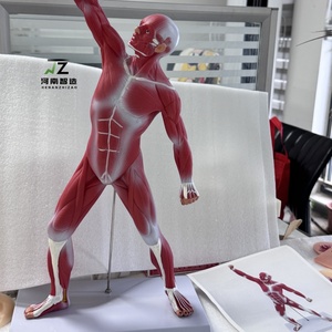 Figurine musculaire de haute qualité de 50 cm, décoration de bureau, modèle pédagogique - Product Image 5