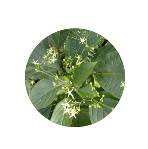 สารสกัด <span class=keywords><strong>Folium</strong></span> <span class=keywords><strong>isatidis</strong></span> 10:1ผง <span class=keywords><strong>Folium</strong></span> <span class=keywords><strong>isatidis</strong></span> - Product Image 2