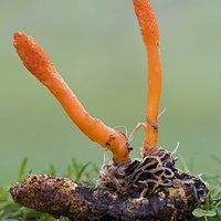 Cordyceps Sinensis Séché Naturel de Qualité Supérieure, Pur, 3 Pièces par Gramme