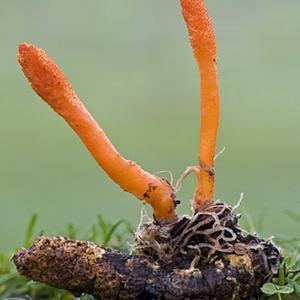<span class=keywords><strong>Cordyceps</strong></span> Sinensis Selvatico di Alta Qualità, Puro e Naturale, 3 Pezzi per Grammo - Product Image 4