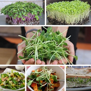 Commercial Microgreens Planting Kit Self <strong>Watering</strong> Home Growing Microgreen <strong>Tray</strong> Growing Indoor Microgreens Growing Kit - Product Image 3