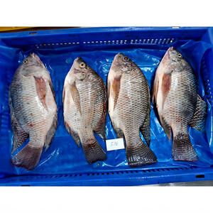 <span class=keywords><strong>ปลา</strong></span>ทิลาเปียแช่แข็งขายส่ง <span class=keywords><strong>ปลา</strong></span>ทิลาเปียดำ 400 600 ตัว <span class=keywords><strong>ปลา</strong></span>ทิลาเปียทั้งตัว ขอดถอดไส้และขอดเกล็ดแล้ว - Product Image 6