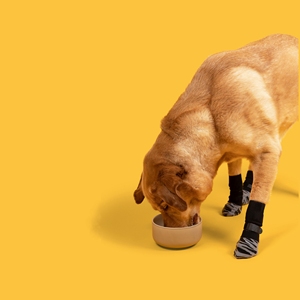 थोक फैशन पंजे पैटर्न विरोधी पर्ची कुत्ते सर्दियों के इनडोर गर्म पालतू मोजे - Product Image 6