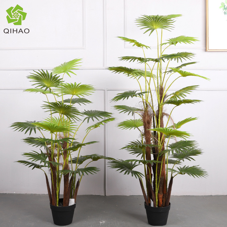 Palmera de abanico de 1,2 metros