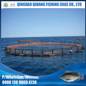 Daurade voir basse cage de pisciculture - Product Image 5