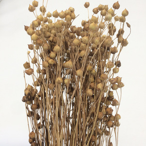 Fleurs séchées Sesamum indicum Flax Fait à la main Préservé Naturel Fleurs et plantes décoratives pour mariage Décoration de la maison - Product Image 1