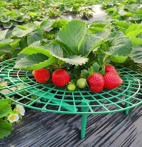 Supports pratiques pour fraises, treillis de jardinage vert, <span class=keywords><strong>support</strong></span> de plantes grimpantes, <span class=keywords><strong>support</strong></span> de fleurs de jardin - Product Image 6